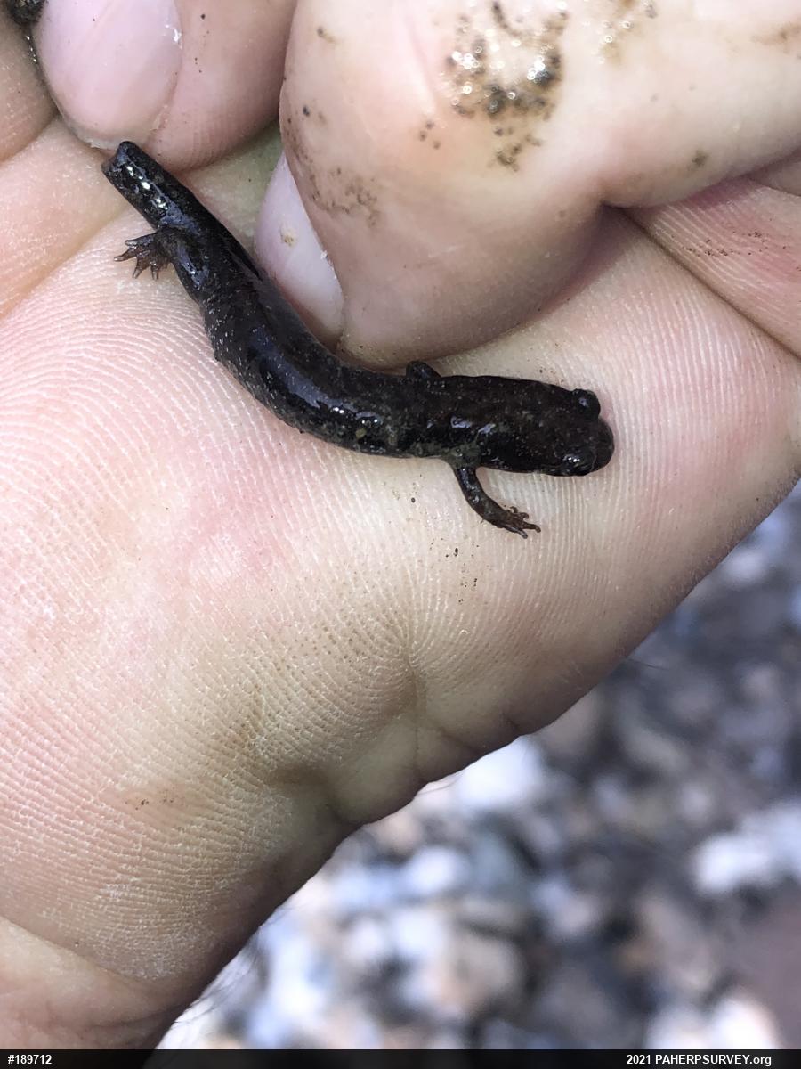 Allegheny Mountain Dusky Salamander