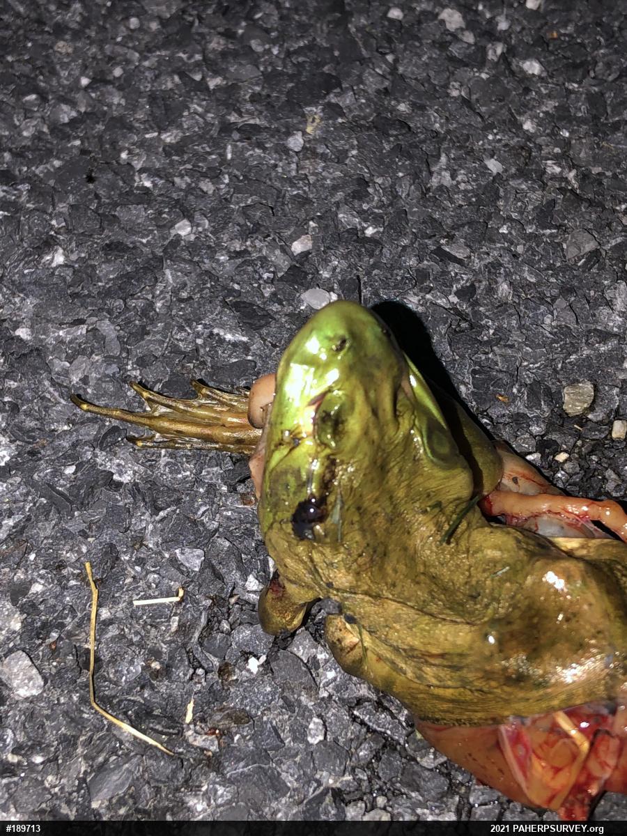 American Bullfrog