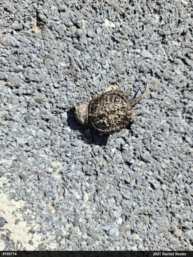 Snapping Turtle