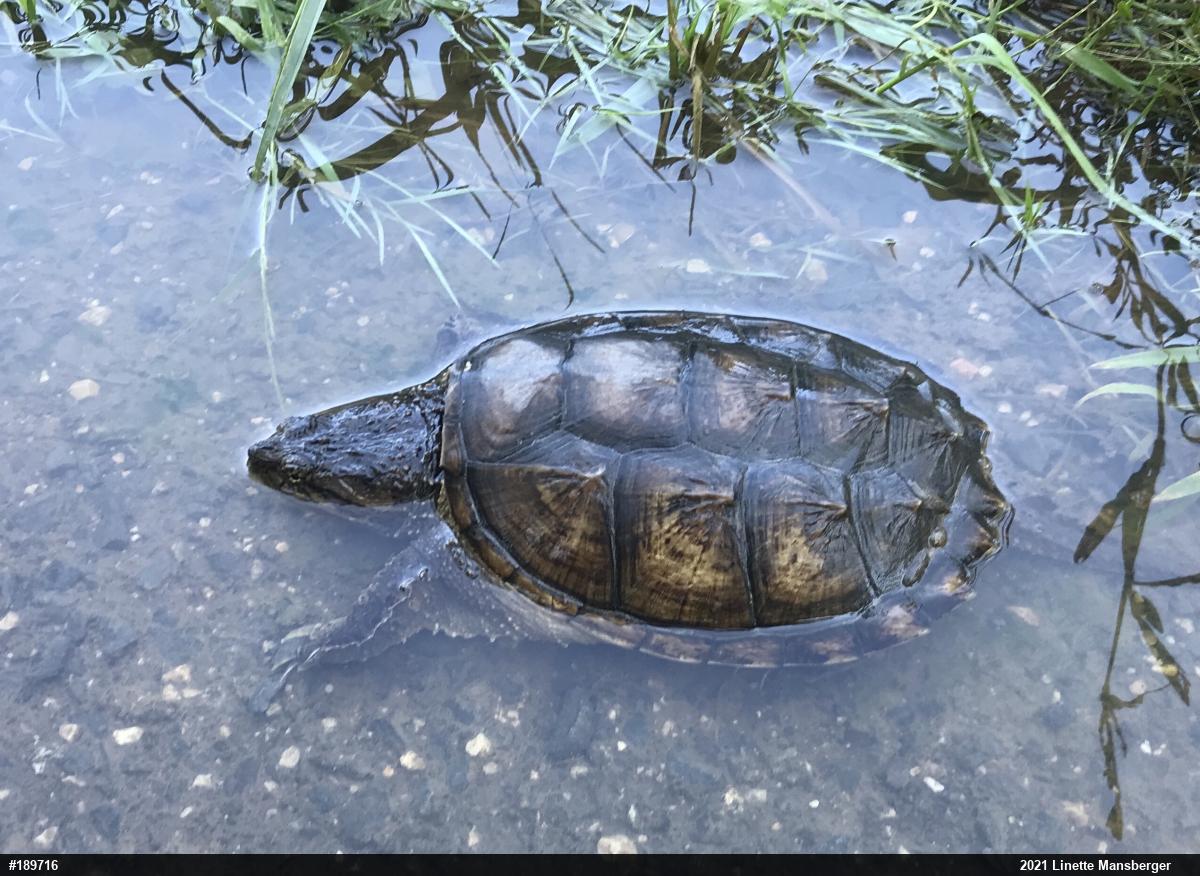 Snapping Turtle