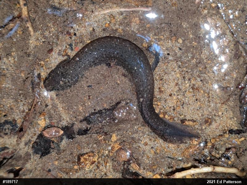 Northern Red Salamander