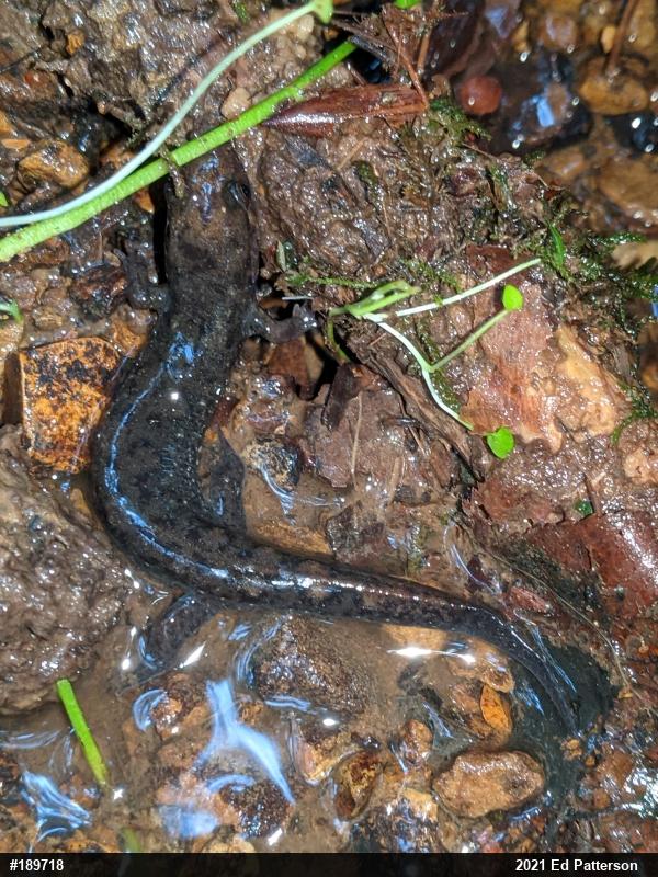 Seal Salamander