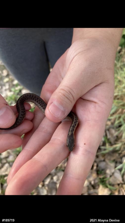 Eastern Gartersnake