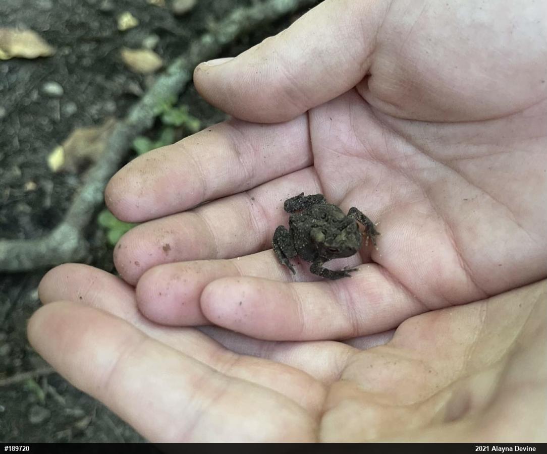 Eastern American Toad