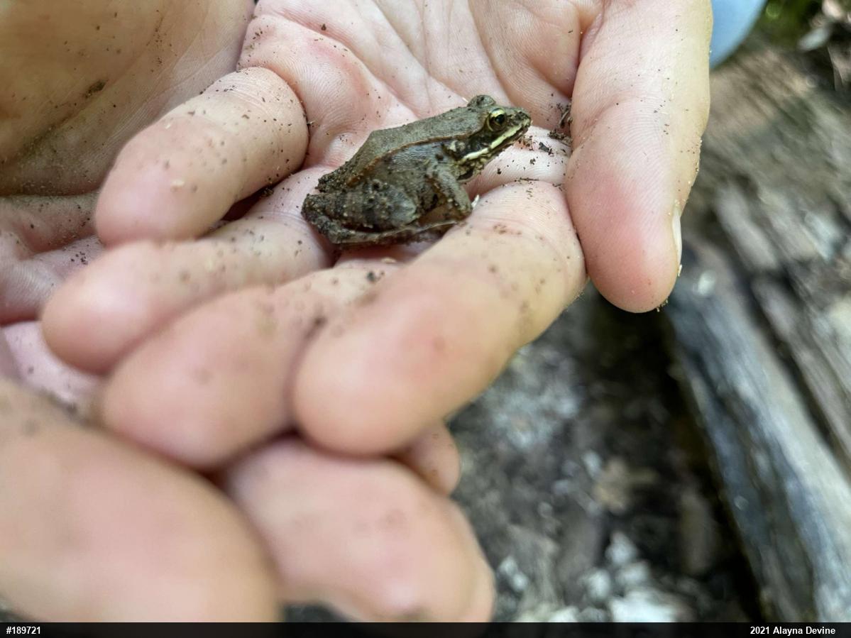 Wood Frog