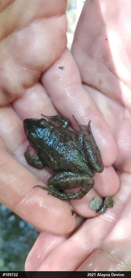 Green Frog