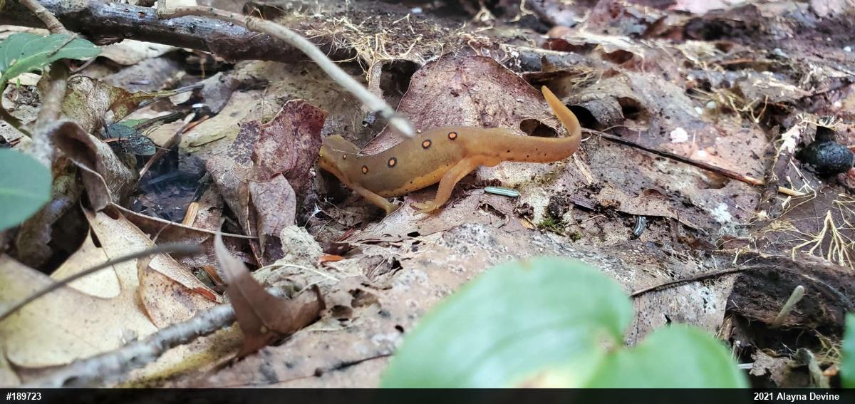 Red-spotted Newt
