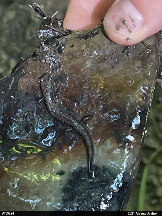 Allegheny Mountain Dusky Salamander