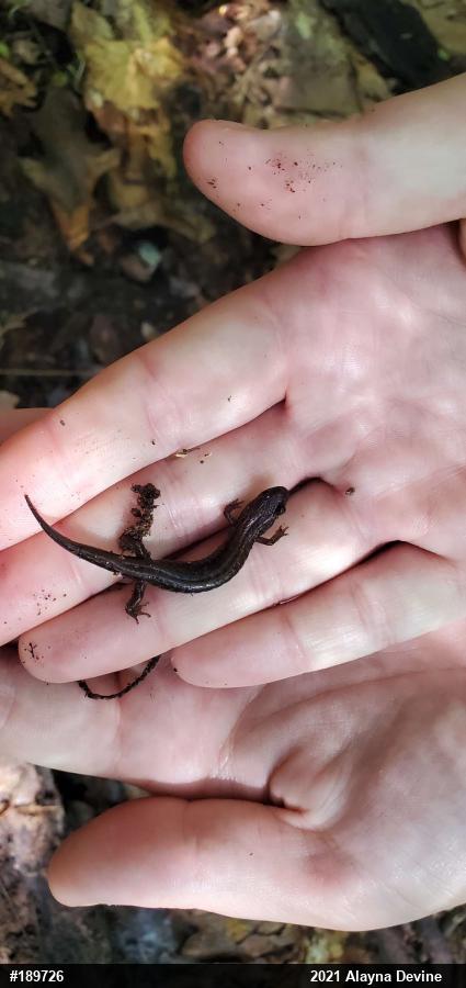 Allegheny Mountain Dusky Salamander
