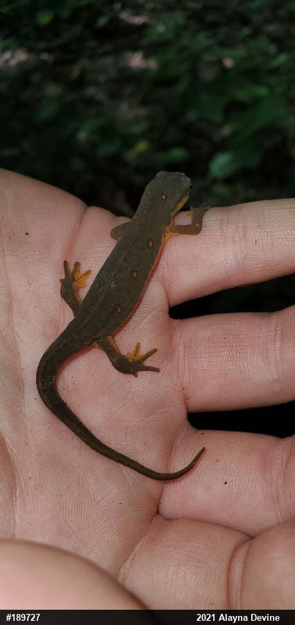 Red-spotted Newt
