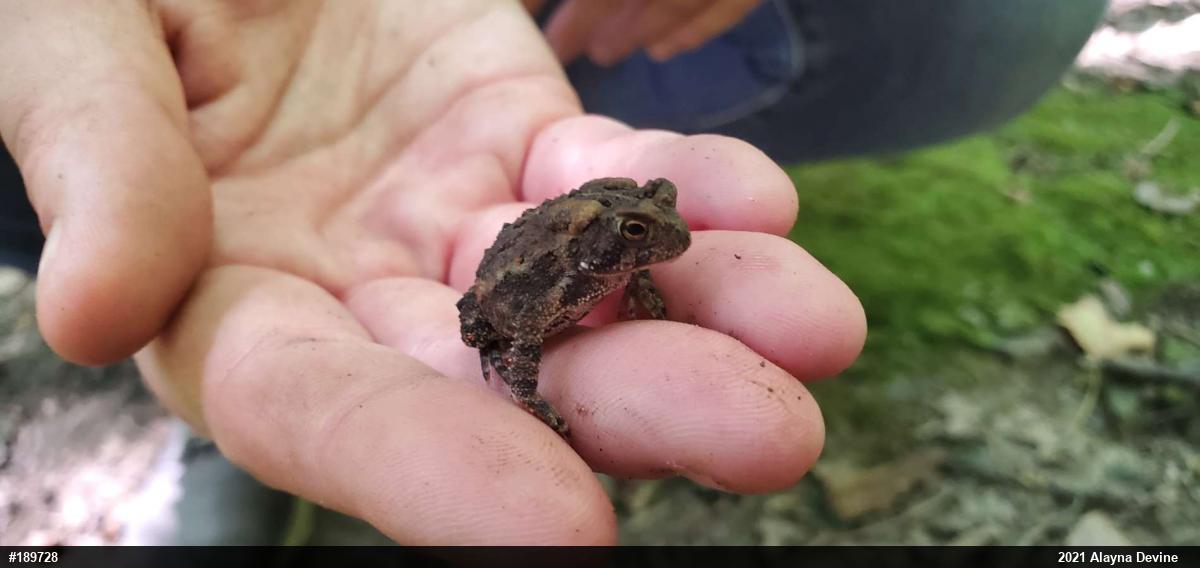 Eastern American Toad