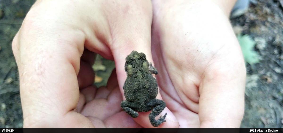 Eastern American Toad