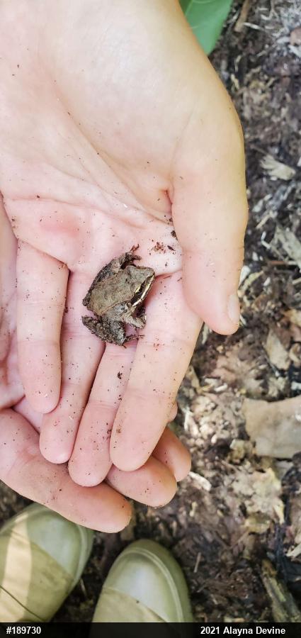 Wood Frog
