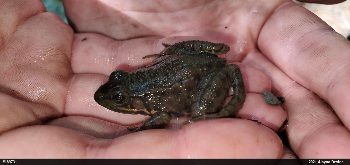 Green Frog