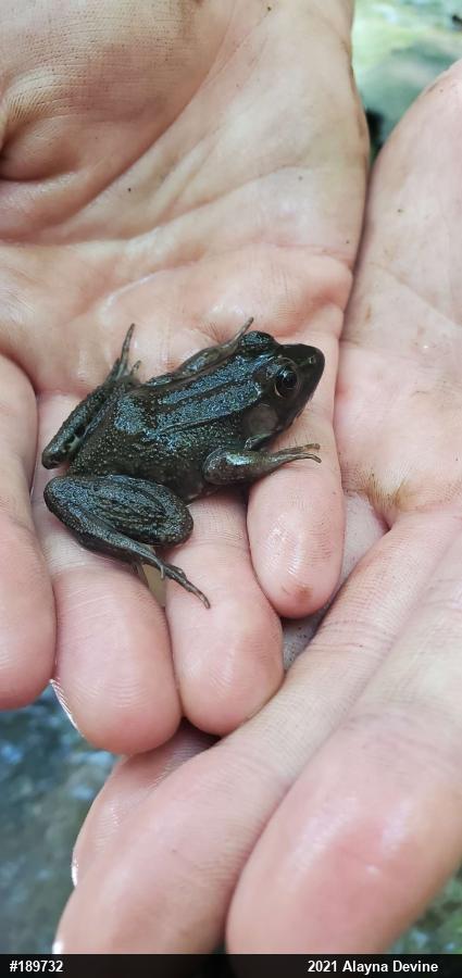 Green Frog