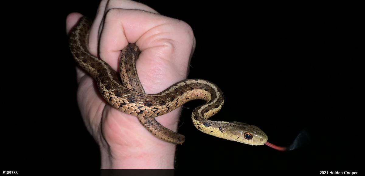 Eastern Gartersnake