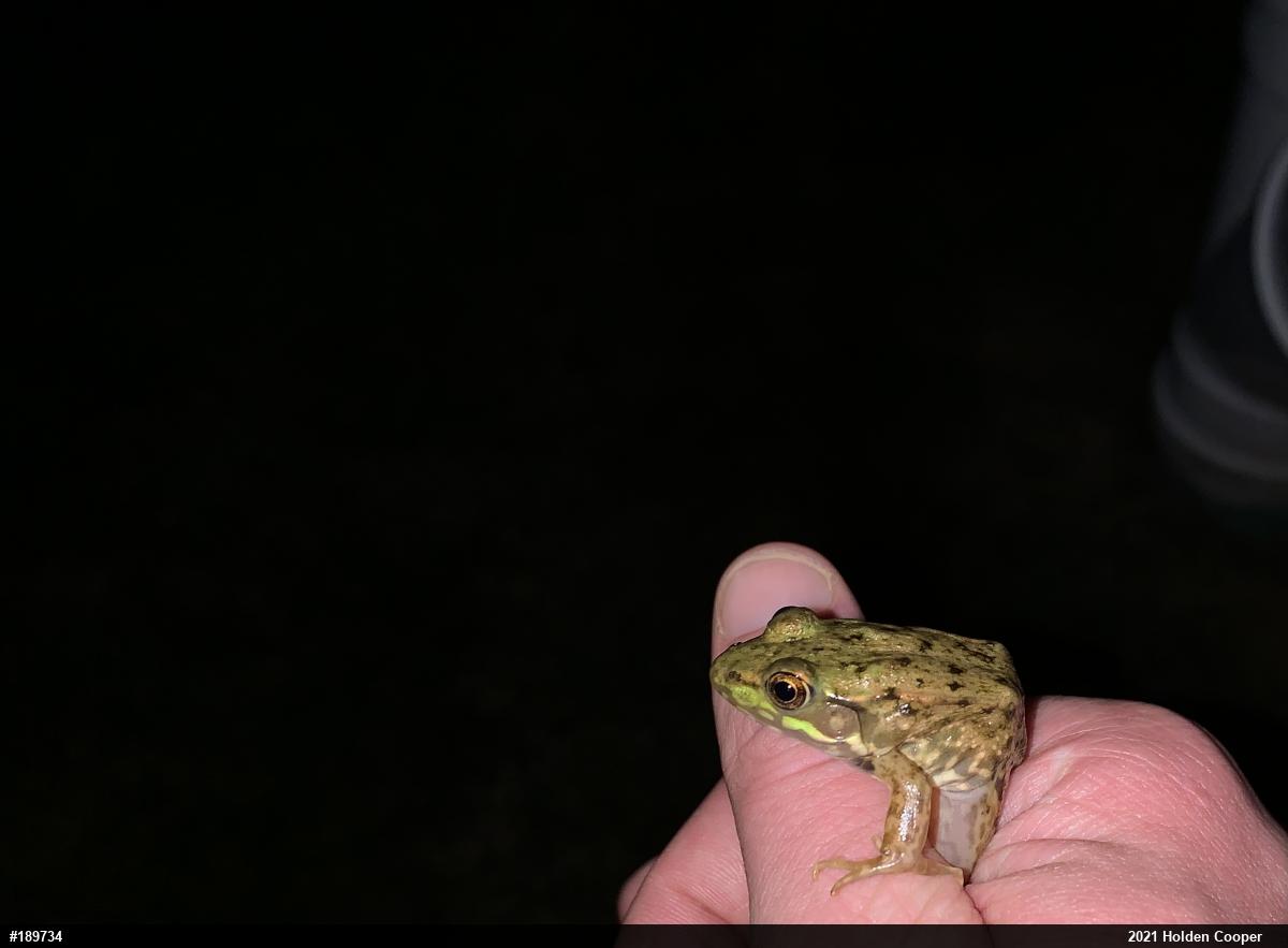 Green Frog