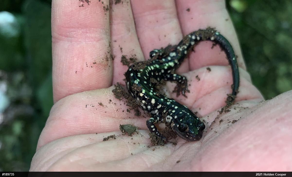 Northern Slimy Salamander