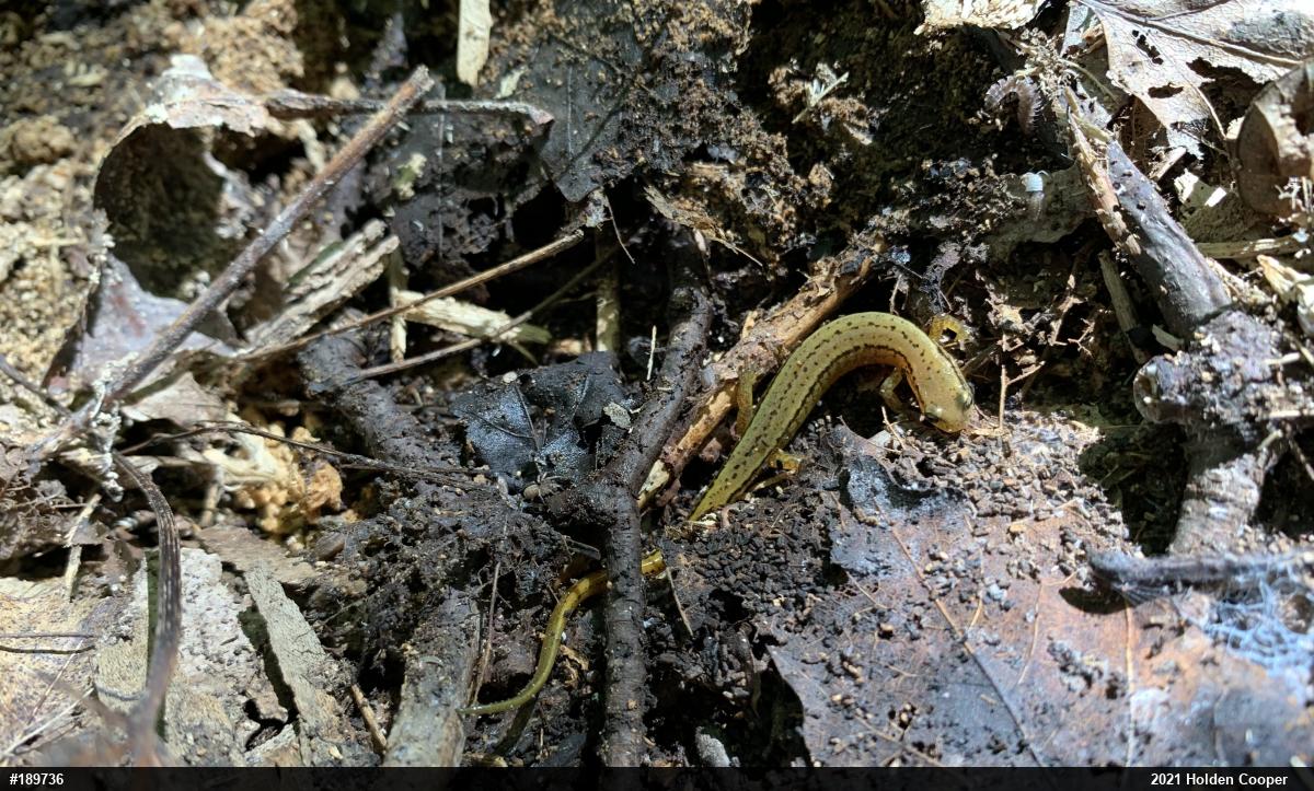 Northern Two-lined Salamander