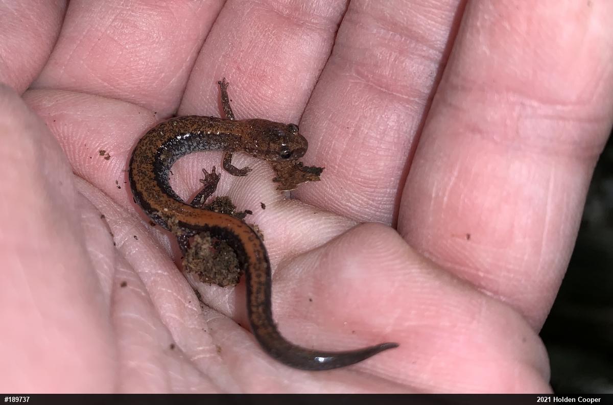Eastern Red-backed  Salamander