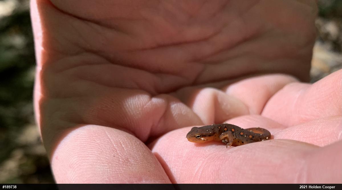 Red-spotted Newt