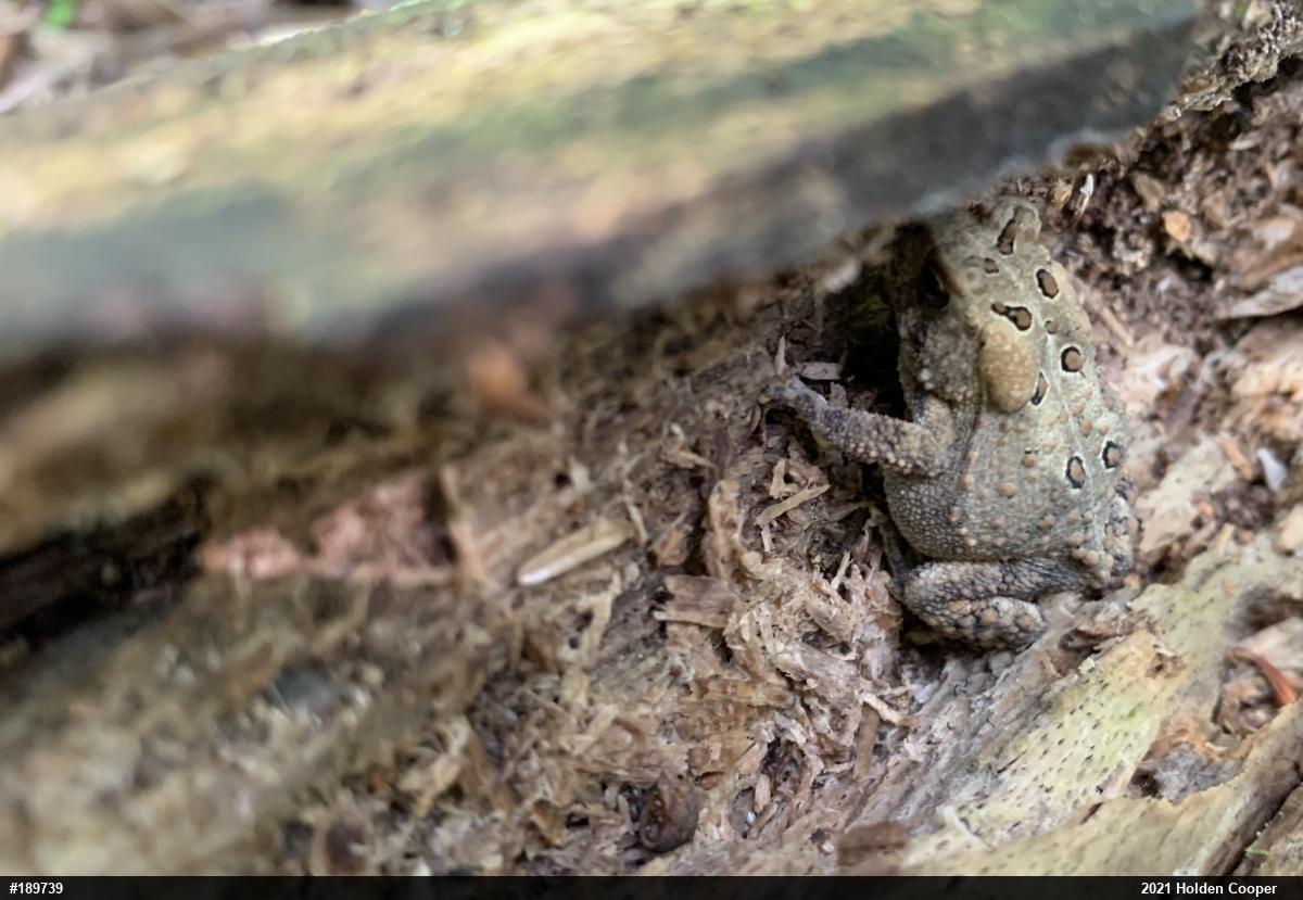 Eastern American Toad