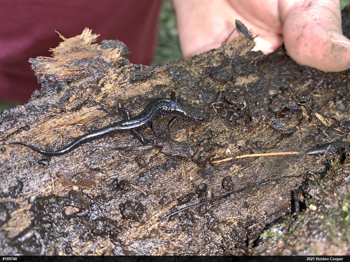 Allegheny Mountain Dusky Salamander
