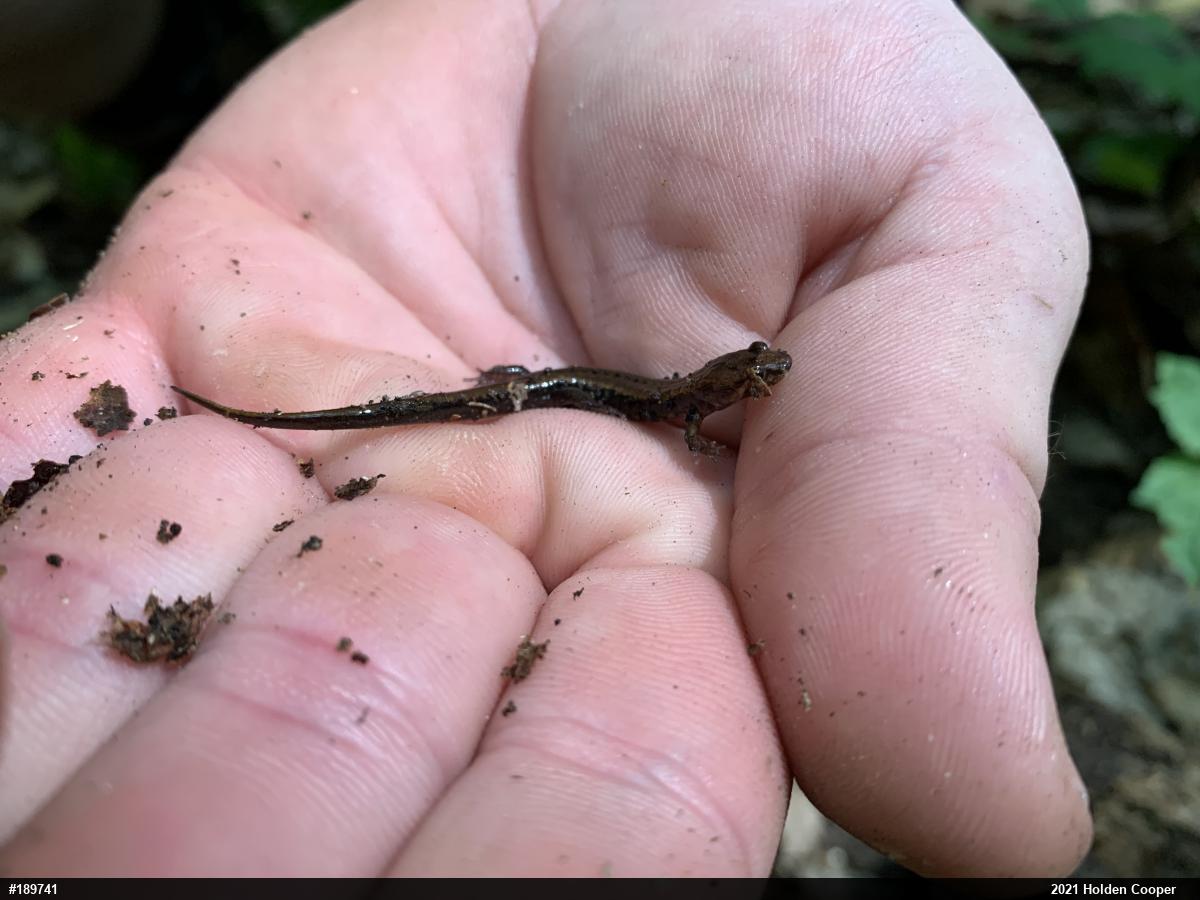 Allegheny Mountain Dusky Salamander