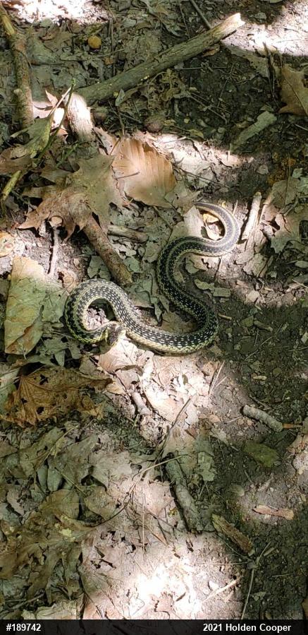 Eastern Gartersnake