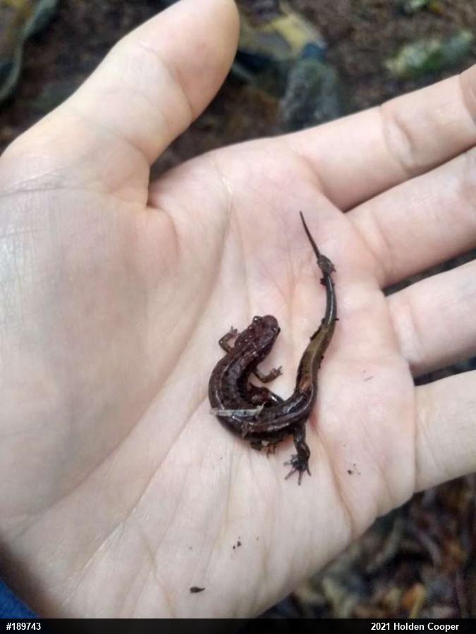 Allegheny Mountain Dusky Salamander