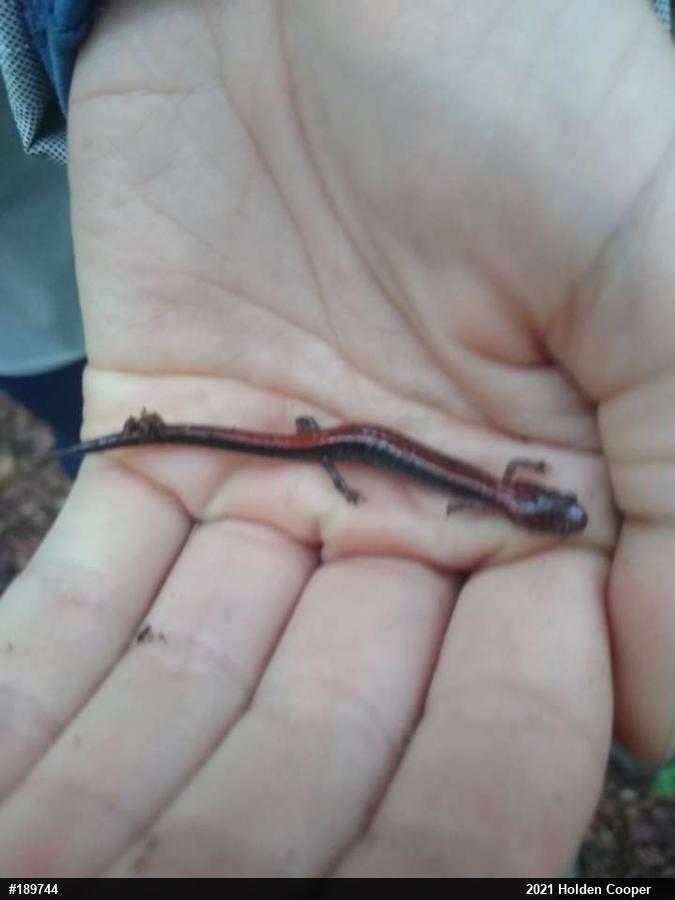 Eastern Red-backed  Salamander