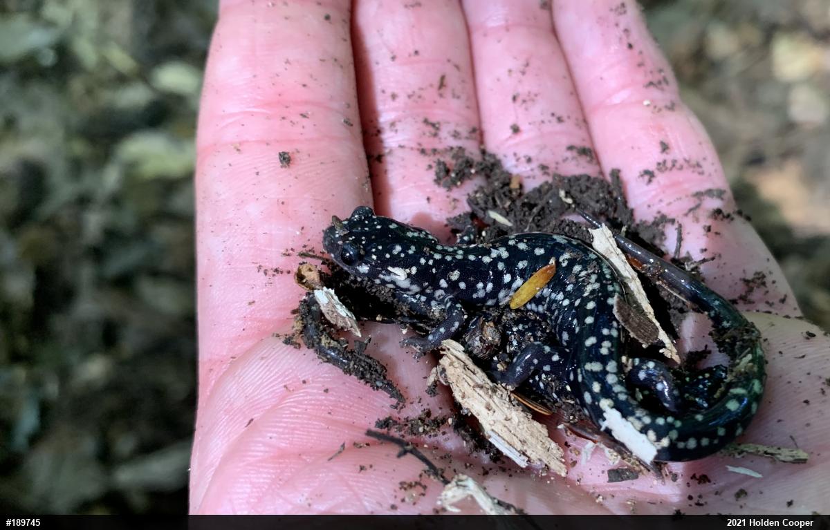 Northern Slimy Salamander