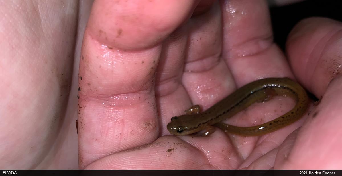 Northern Two-lined Salamander