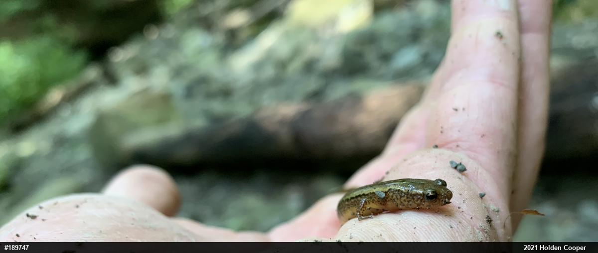 Northern Two-lined Salamander