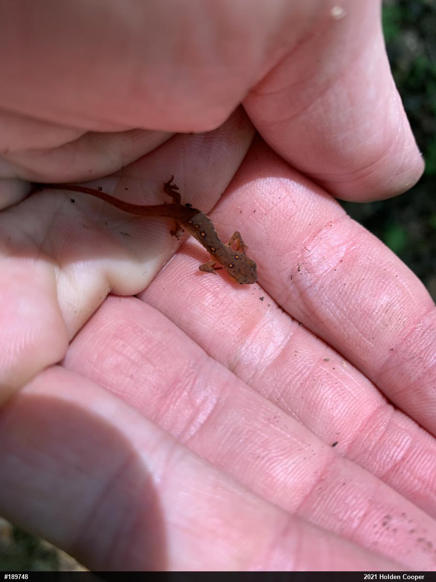 Red-spotted Newt