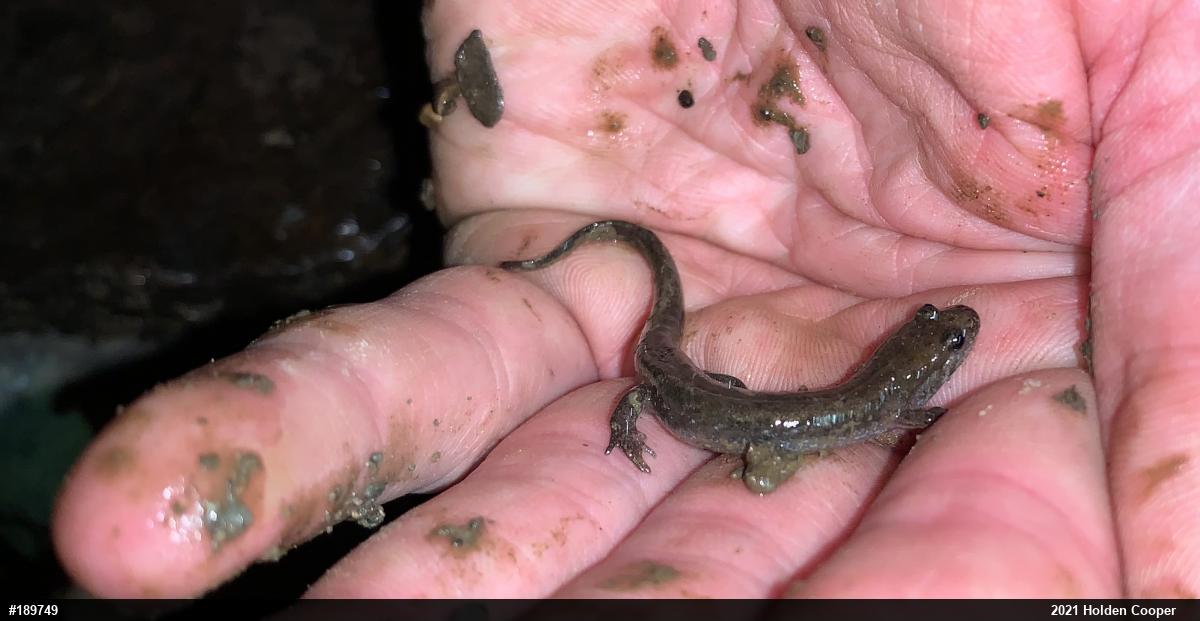 Northern Dusky Salamander