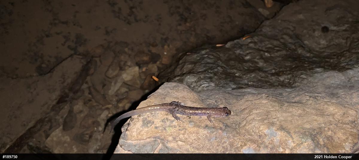 Northern Dusky Salamander
