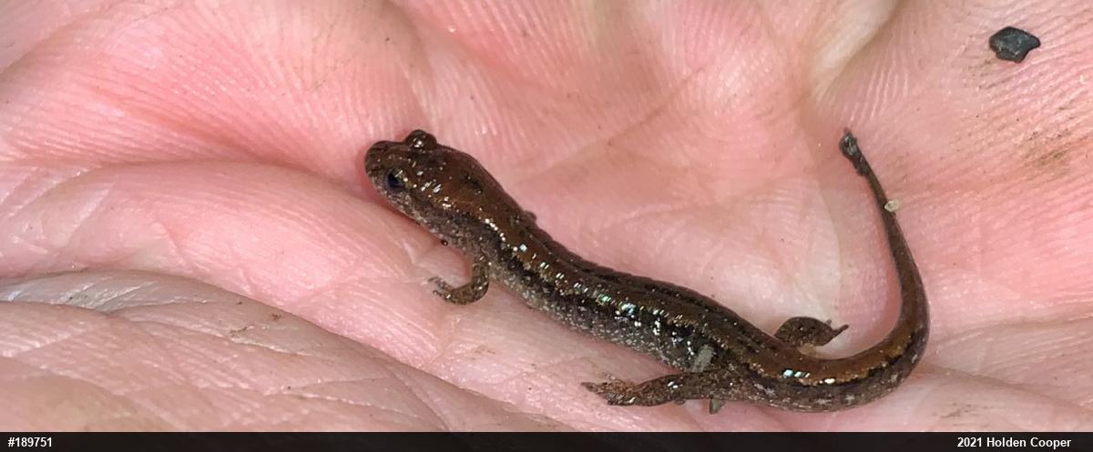 Allegheny Mountain Dusky Salamander