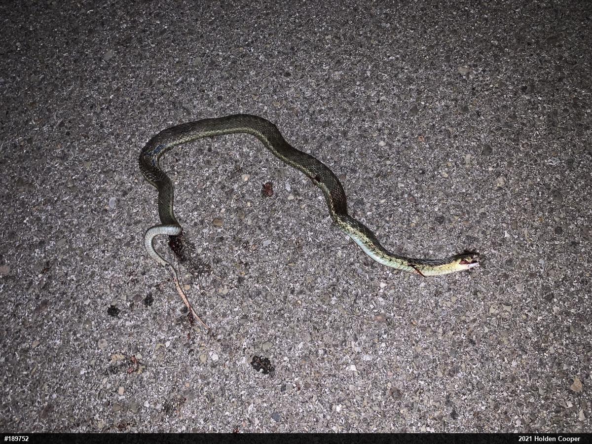 Eastern Gartersnake