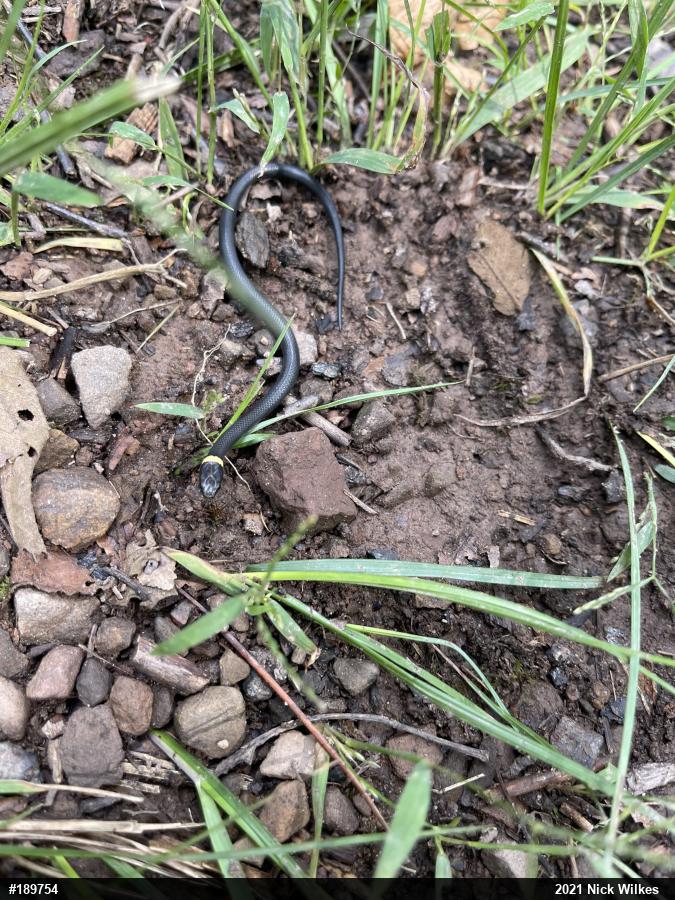 Northern Ring-necked Snake