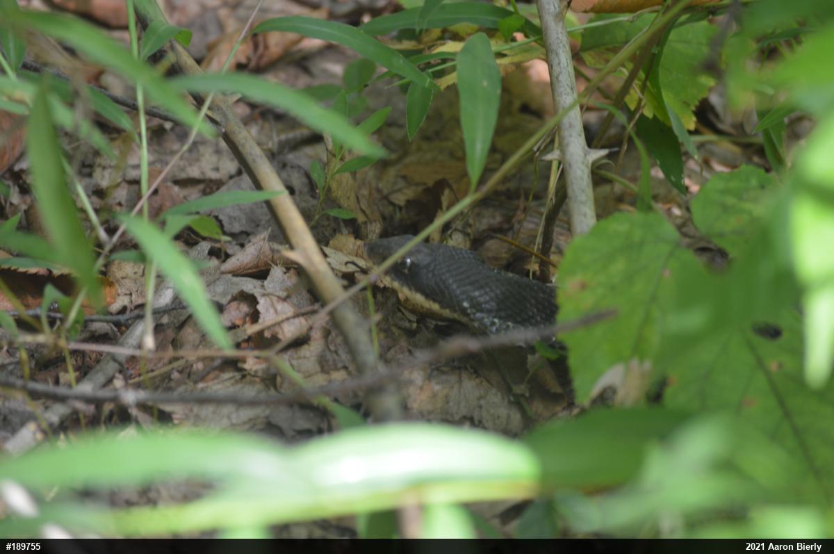 Eastern Hog-nosed Snake