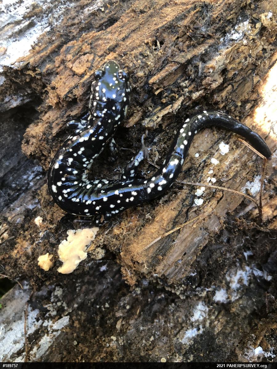 Northern Slimy Salamander