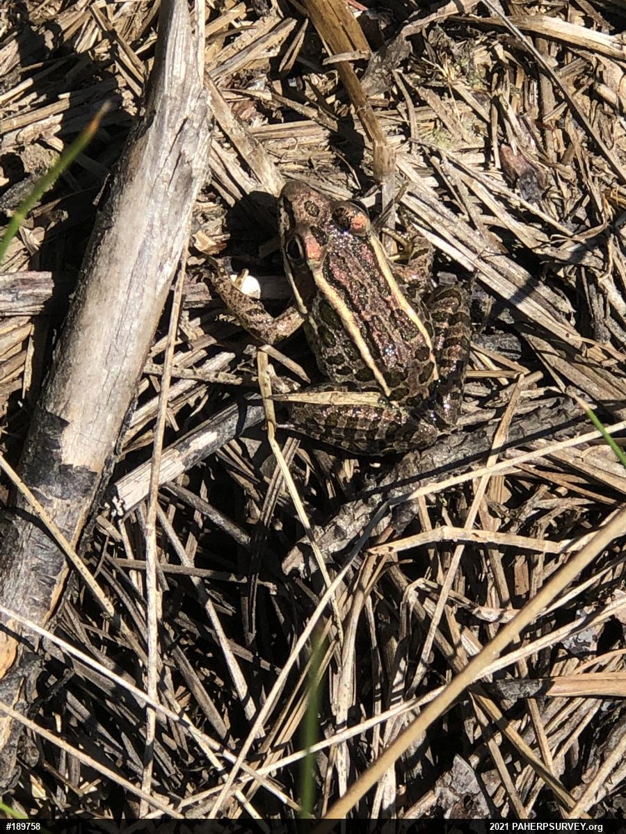 Pickerel Frog