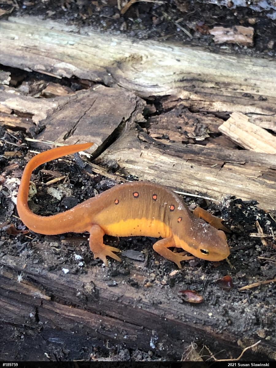 Red-spotted Newt
