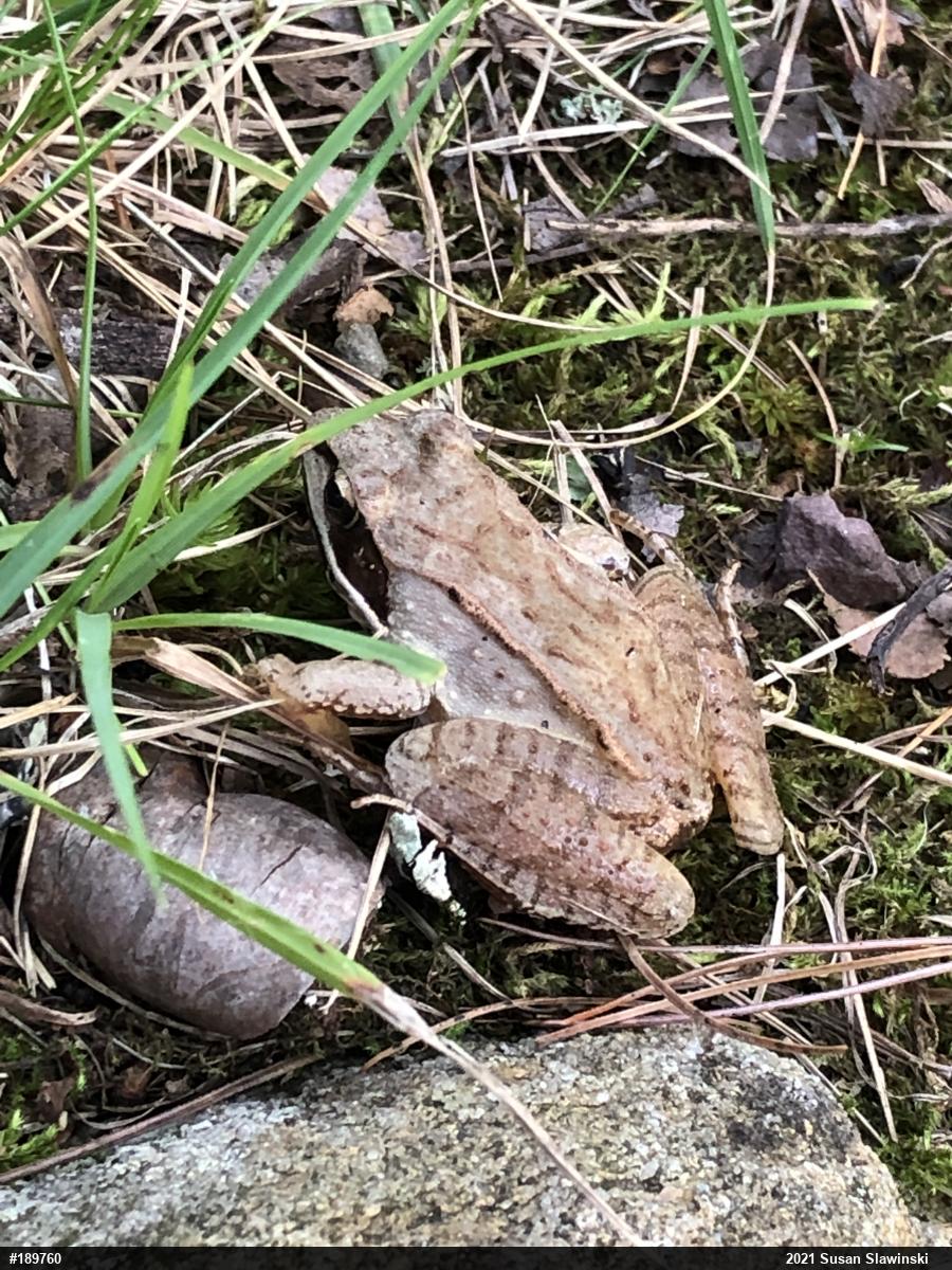Wood Frog