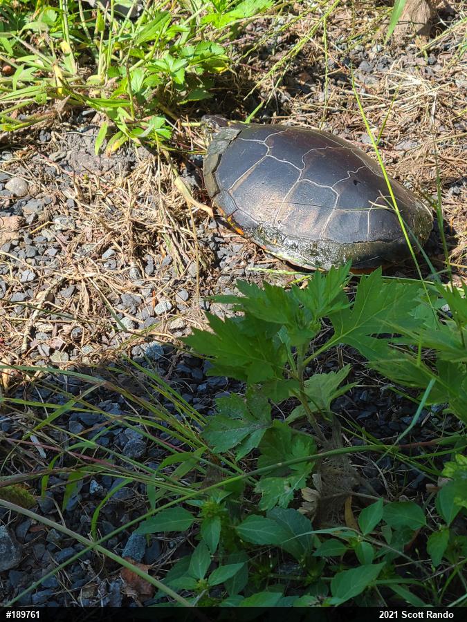 Painted Turtle