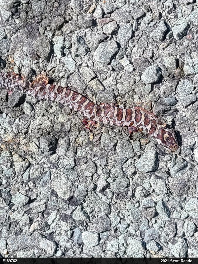 Eastern Milksnake