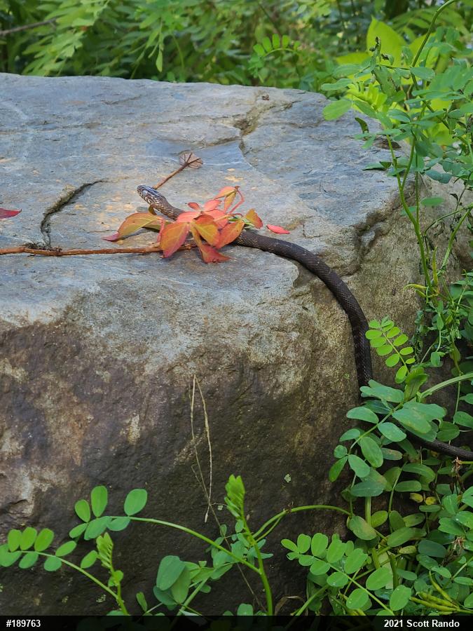 Northern Watersnake