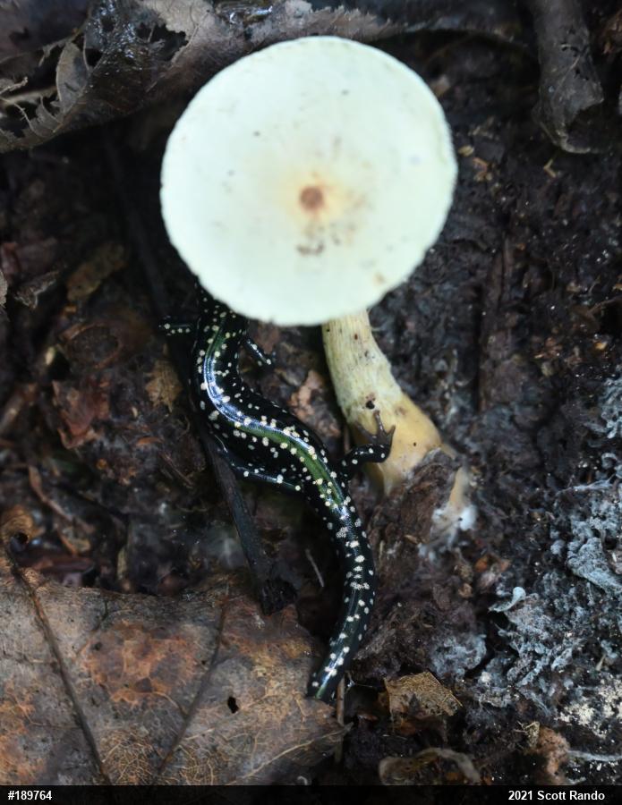 Northern Slimy Salamander