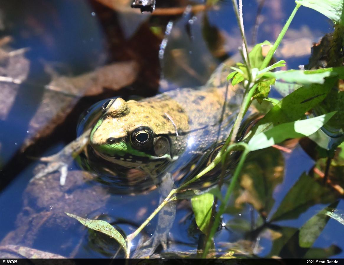 Green Frog